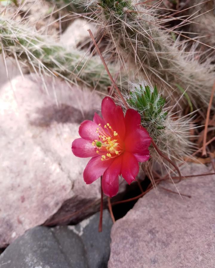 Cabana Flor De Cardon-Juella. Dış mekan fotoğraf